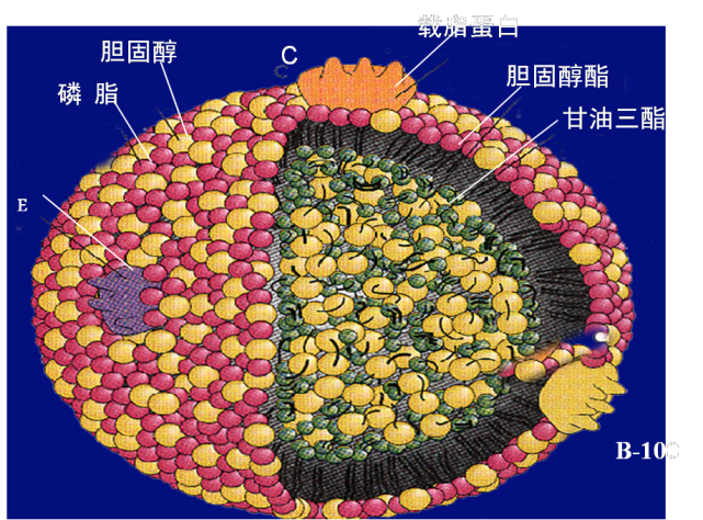 血脂脂蛋白的结构图