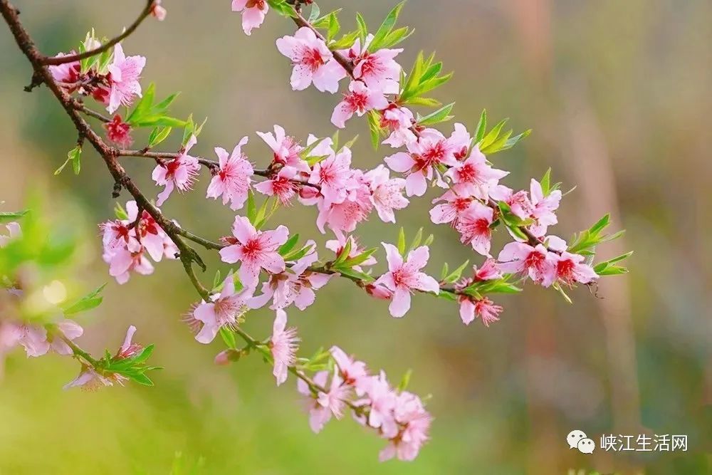 今日春分:峡江湿地公园景色怡人各花齐放,无限春光倾泻而出!