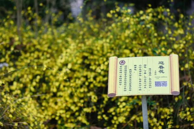 曲阜师范大学 迎春花开香满园 曲园处处是美景 摄影 | 刘萌 济南大学