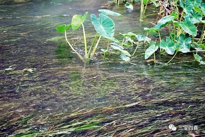 徐志摩《再别康桥》中写:软泥上的青荇 油油的在水底招摇;在康河的