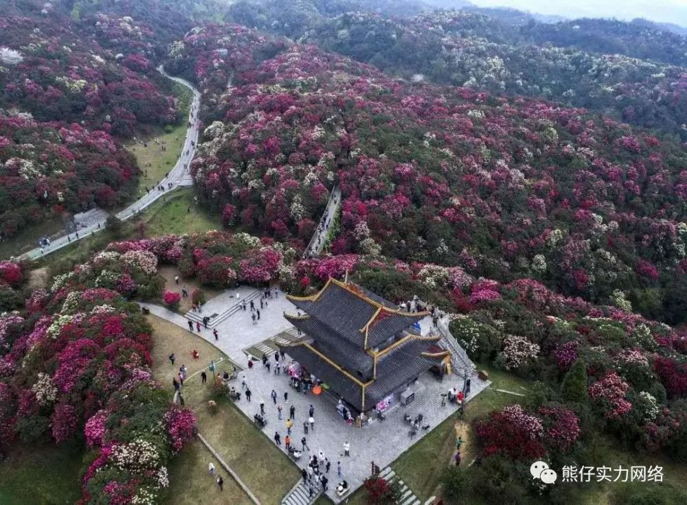 地球彩带,百里杜鹃之普底景区清明节3天暂停运营观光车