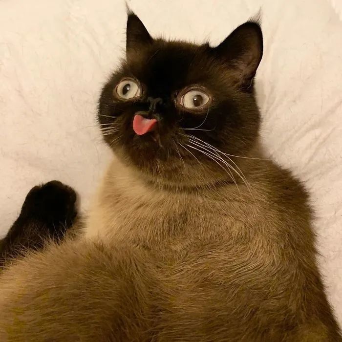爱吐舌的猫咪,可以当作表情包来用了!