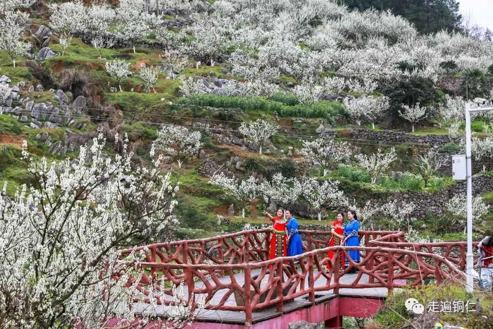 一阵阵的欢呼声传来,每年38节后沿河自治县沙子镇南庄村又沸腾起来