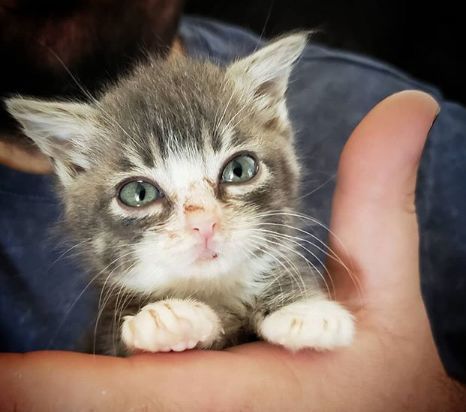 同样年纪的猫咪都在蹭蹭长身体,只有winky始终小小一只,还常常被挤在