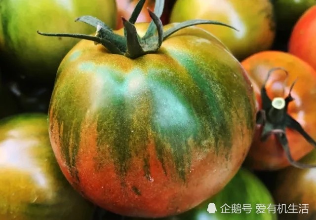 草莓柿子比小时候妈妈种的西红柿还好吃你吃过吗