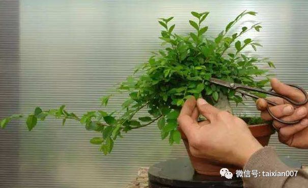 一张图教会你盆景修剪技巧