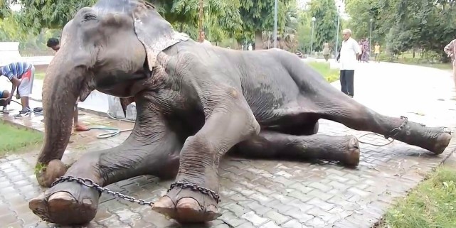 大象被囚禁50年,当人类解开它的脚镣后,它的举动太感人了!