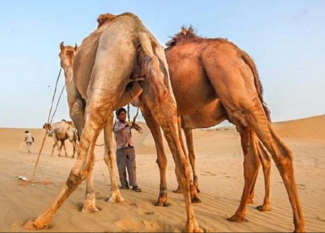 为何沙漠中驼人的骆驼没有母的,母骆驼都哪去了?这下