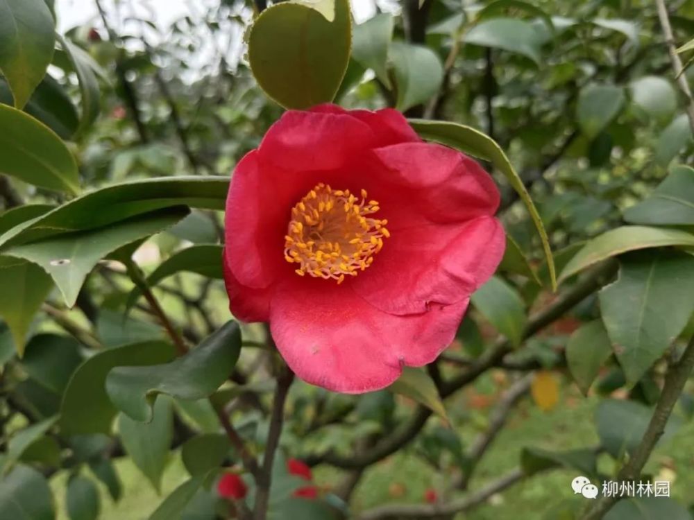 柳州市雀儿山公园春归茶花盛