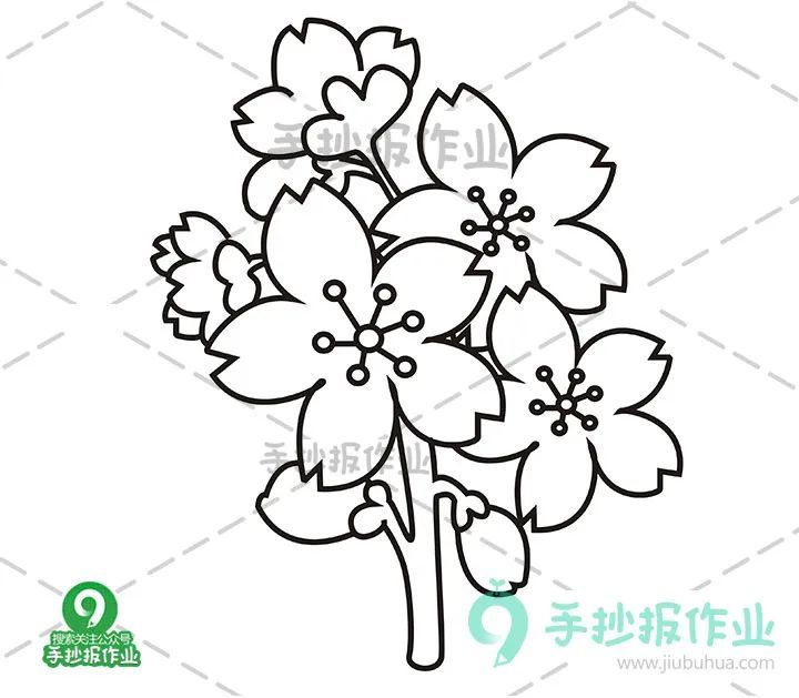 春天樱花简笔画 油菜花简笔画合集,美好春日,与樱花,油菜花来个约会!