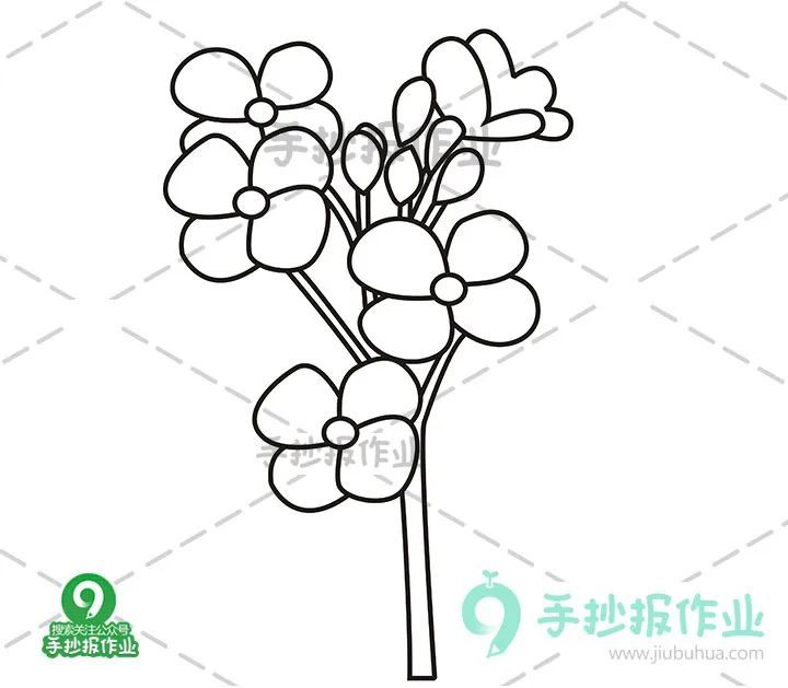 春天樱花简笔画 油菜花简笔画合集,美好春日,与樱花,油菜花来个约会!