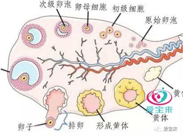 疫情期间俄罗斯试管婴儿科学备孕我们也要了解卵子的