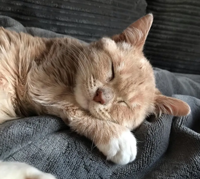 也正是因为在猫窝中放了衣服,白白也可以接受在猫窝中睡觉了,因为猫窝