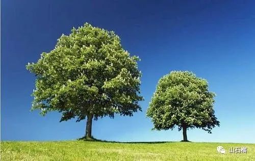 张同华:两棵树