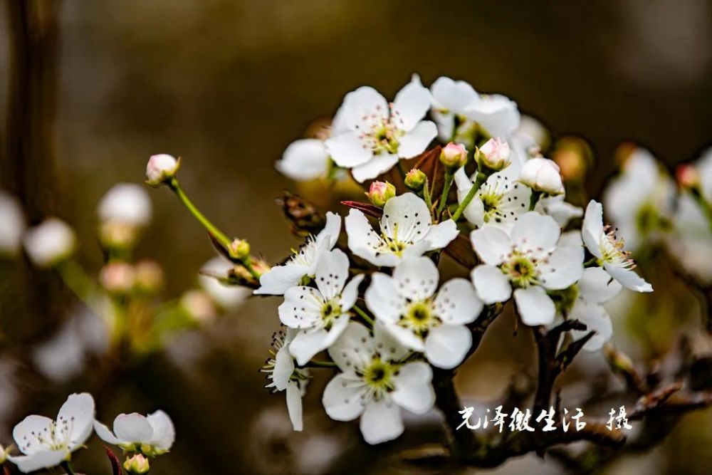 李坊管密绚烂的梨花已经静静开放!注意啦!