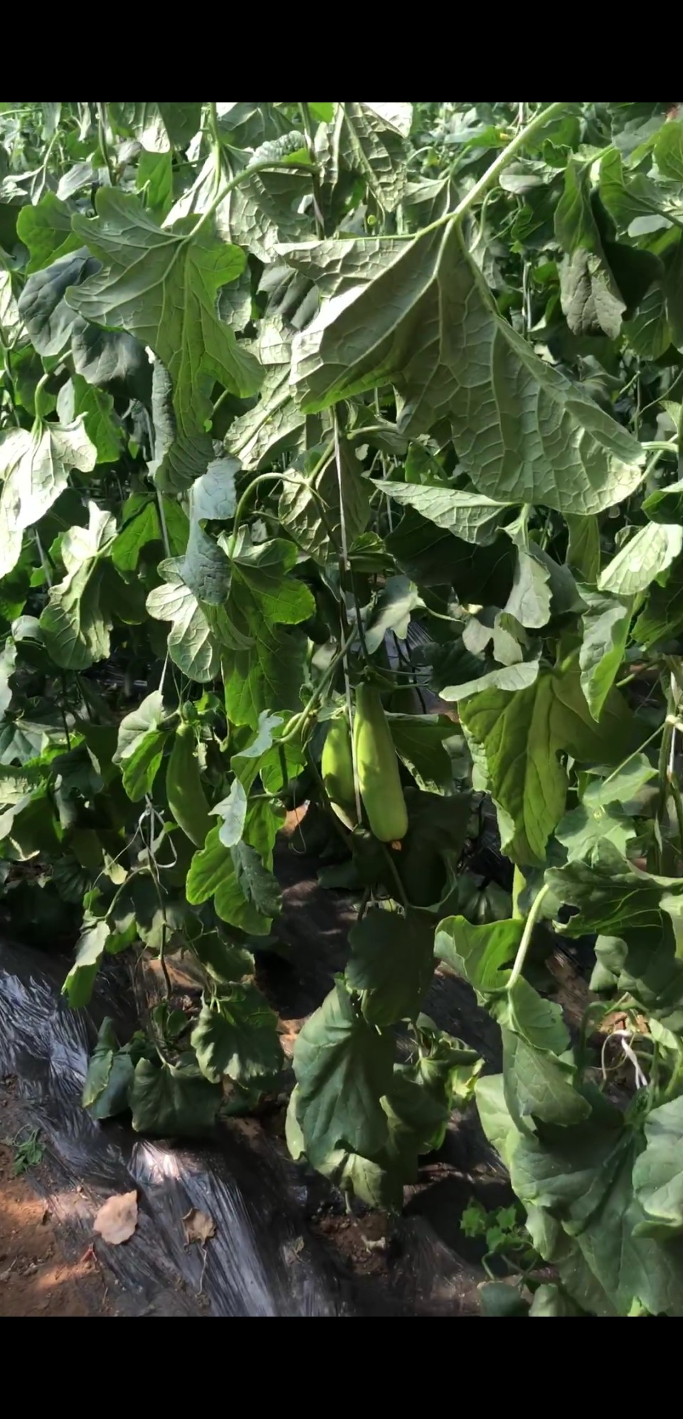 种植户专家教你怎么挑羊角蜜