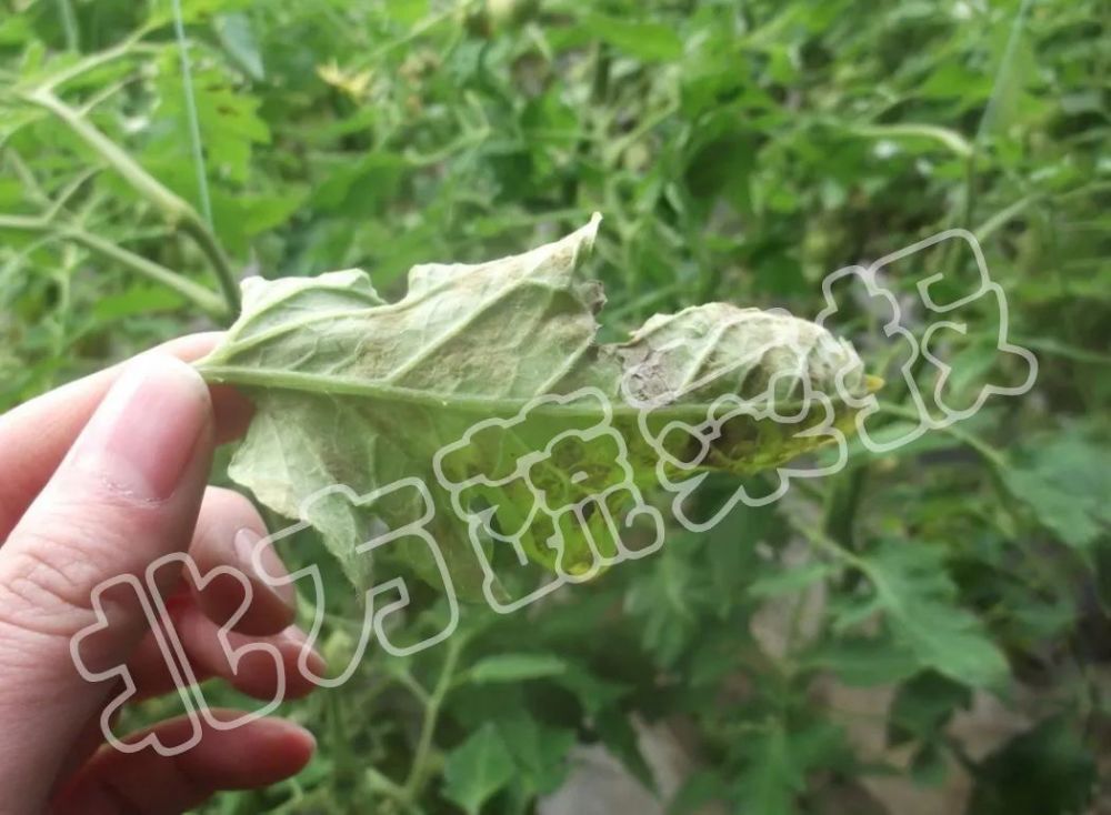 【预警】"看图识病,按方防治",近期番茄,黄瓜等蔬菜高发病害都在这里