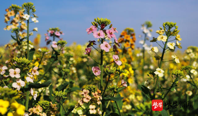 镇江1700亩彩色油菜花"上线"