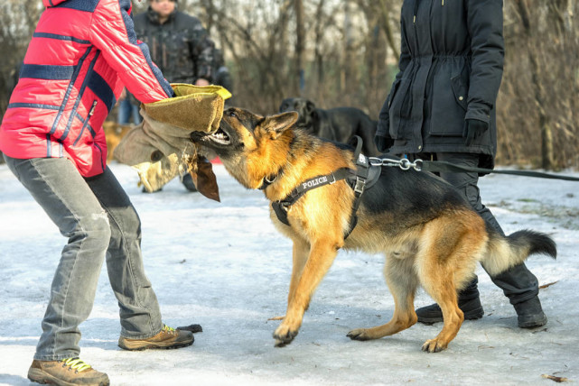 军用犬:大多国家专门设有军犬勋章 军犬 警犬,海关 缉毒犬,机场