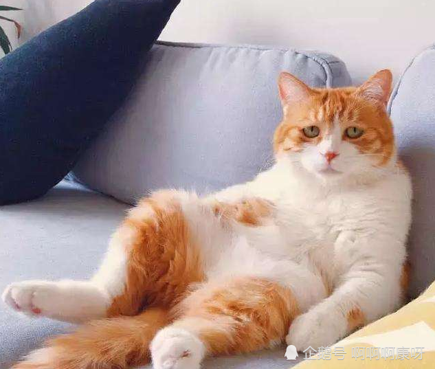 【田园橘猫大胖纸,不仅胖,而且还能压倒炕,猫界中的胖纸战斗机】属于