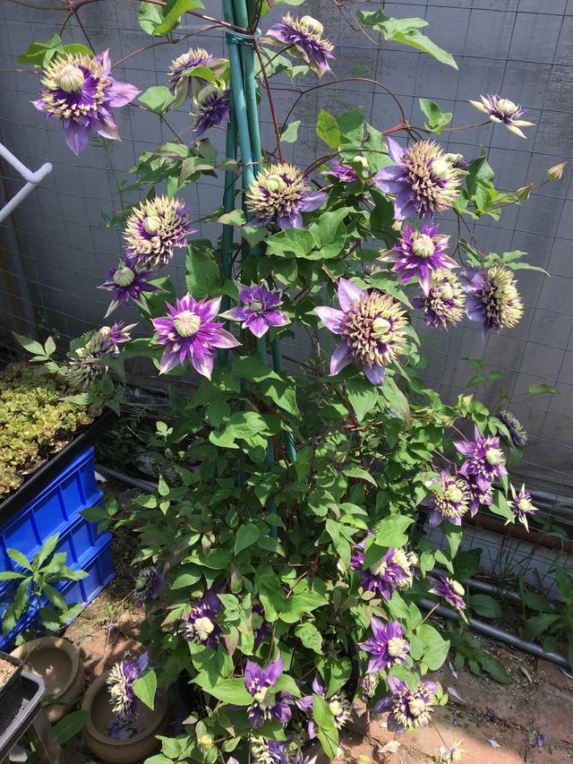 这种花名叫"大河",系世界名花,藤本花卉皇后铁线莲的一个品种,植株