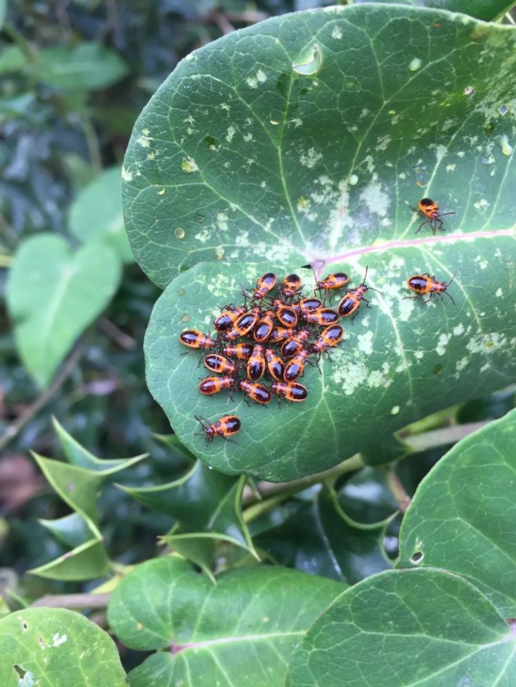 聚集在叶面上的红脊长蝽tropidothorax elegans若虫 鲜明的红色是表示