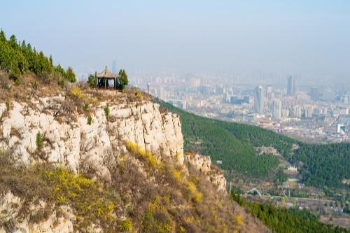 济南佛慧山连翘花开满山金黄,登山步道两旁鸟语花香