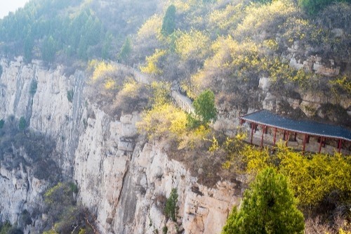 济南佛慧山连翘花开满山金黄,登山步道两旁鸟语花香,令人陶醉