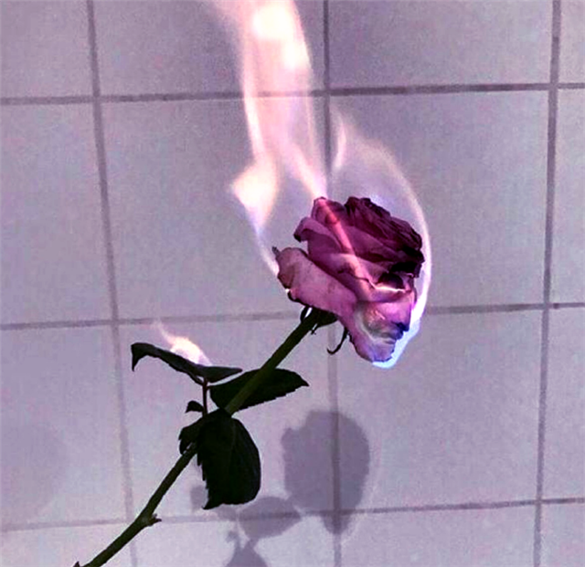 心理测试:凭直觉选1朵玫瑰,测你会为爱情付出什么代价?