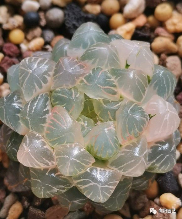 玉露叶子不透明？都是惯的放在太阳下“罚站”