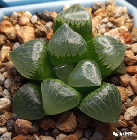 玉露叶子不透明？都是惯的放在太阳下“罚站”