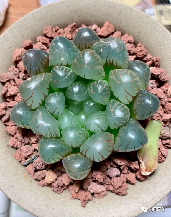 玉露叶子不透明？都是惯的放在太阳下“罚站”