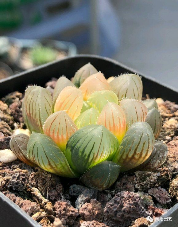 玉露叶子不透明？都是惯的放在太阳下“罚站”