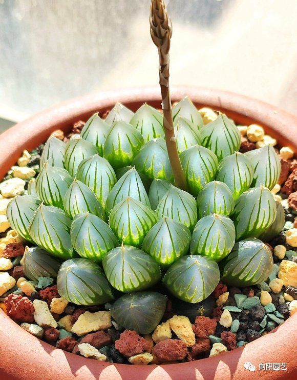 玉露叶子不透明？都是惯的放在太阳下“罚站”