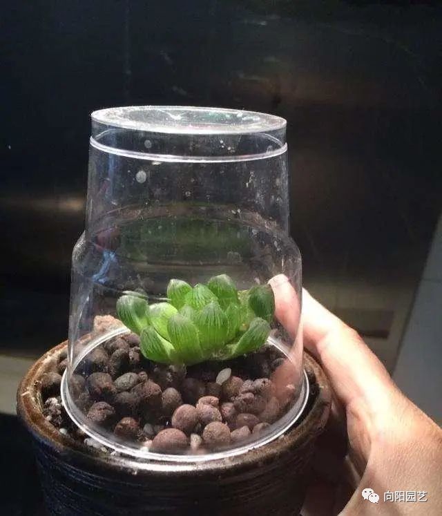 玉露叶子不透明？都是惯的放在太阳下“罚站”