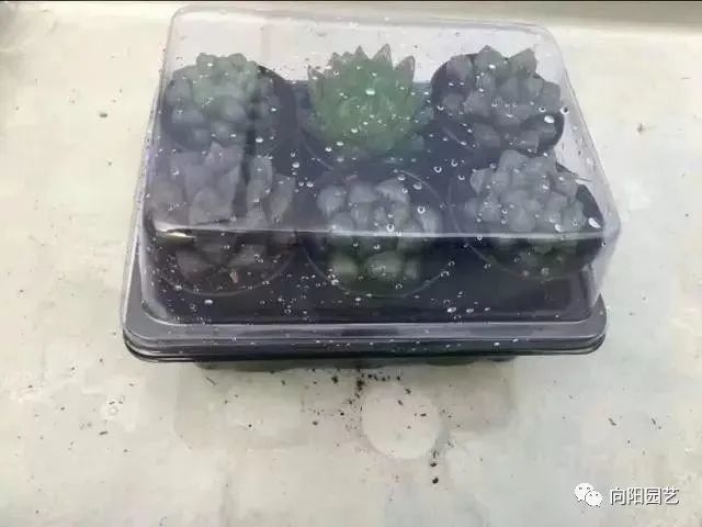 玉露叶子不透明？都是惯的放在太阳下“罚站”