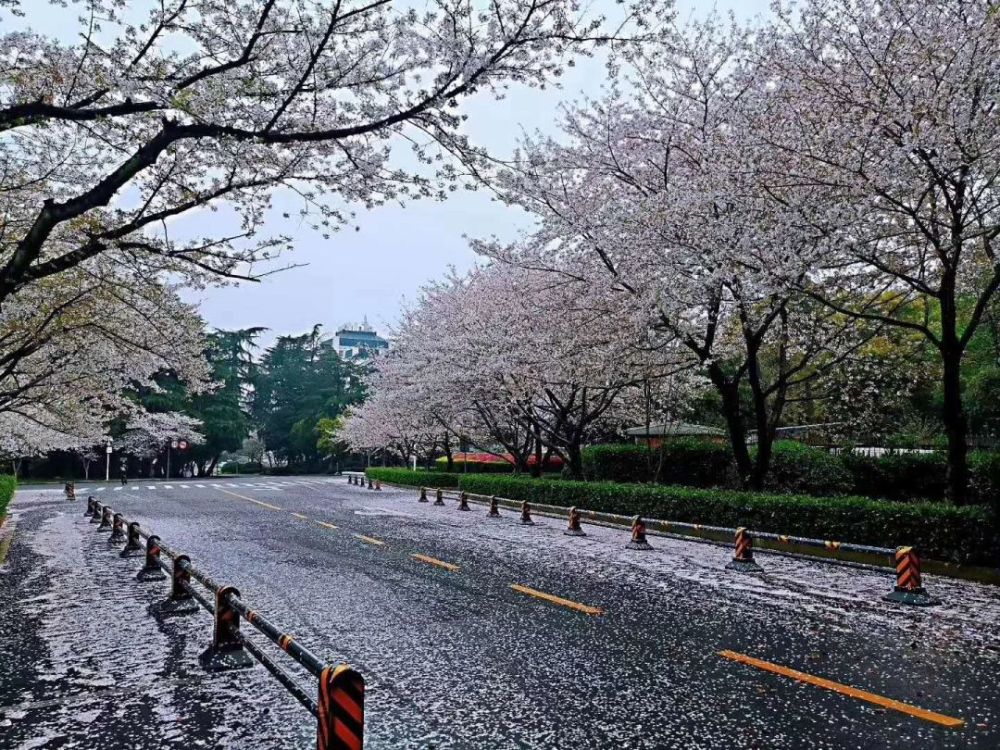 落"樱"缤纷~花瓣满地~云赏今年武大樱花的别样风情