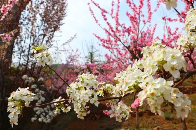 大熊山仙人谷景区开始迎客，待你来赏春！