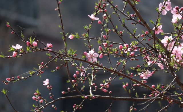 大熊山仙人谷景区开始迎客，待你来赏春！