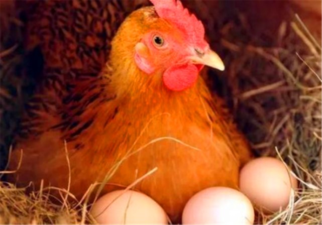 在下蛋的时候它得扩肛,所以下完蛋后必须叫一会,母鸡的叫声是这样的