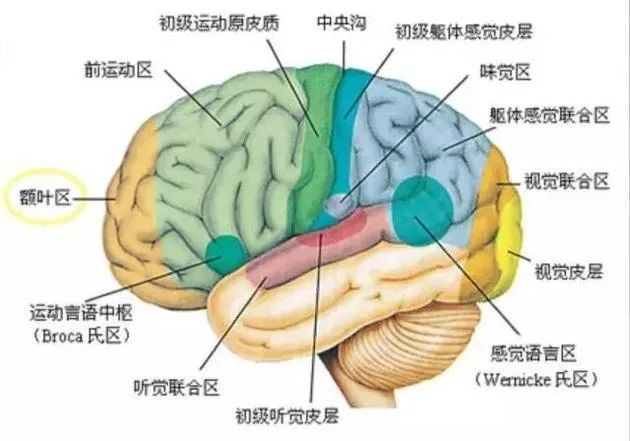 大脑皮层功能分区图