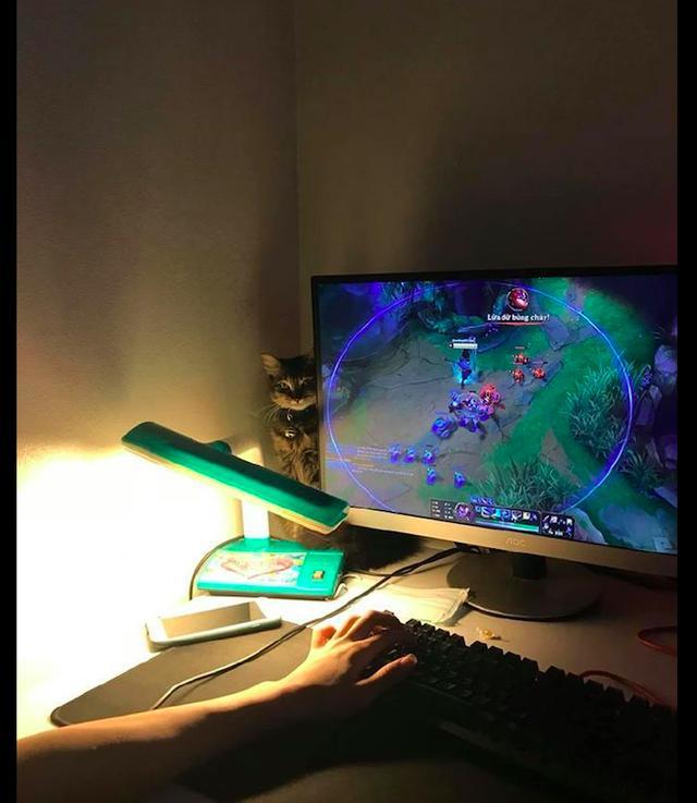 网友正在打游戏，猫咪就坐在电脑旁边瞪着他，怎么有点恐怖呢！