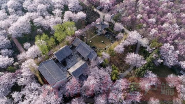 许昌鄢陵唐韵樱花园景区 万余棵樱花争相绽放 如云似雪