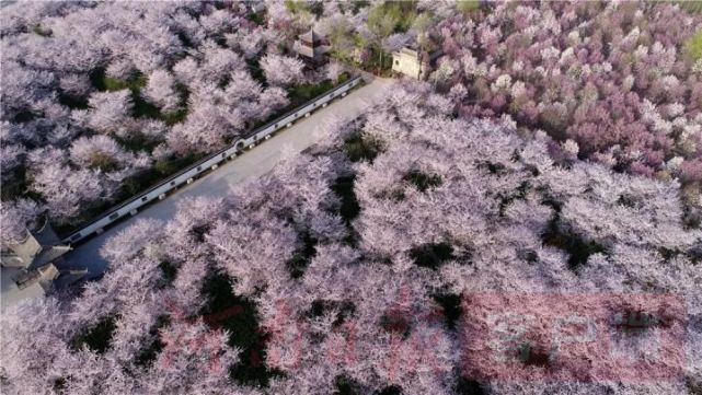 许昌鄢陵唐韵樱花园景区万余棵樱花争相绽放如云似雪