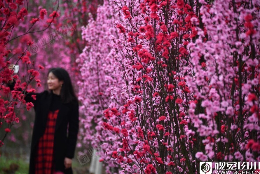 3月23日,德阳市罗江区白马关镇万佛村,游客在碧桃园中拍照,身后的