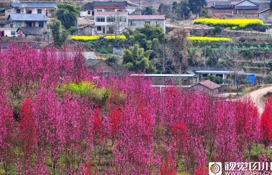 3月23日,德阳市罗江区白马关镇万佛村,游客在碧桃园中拍照,身后的