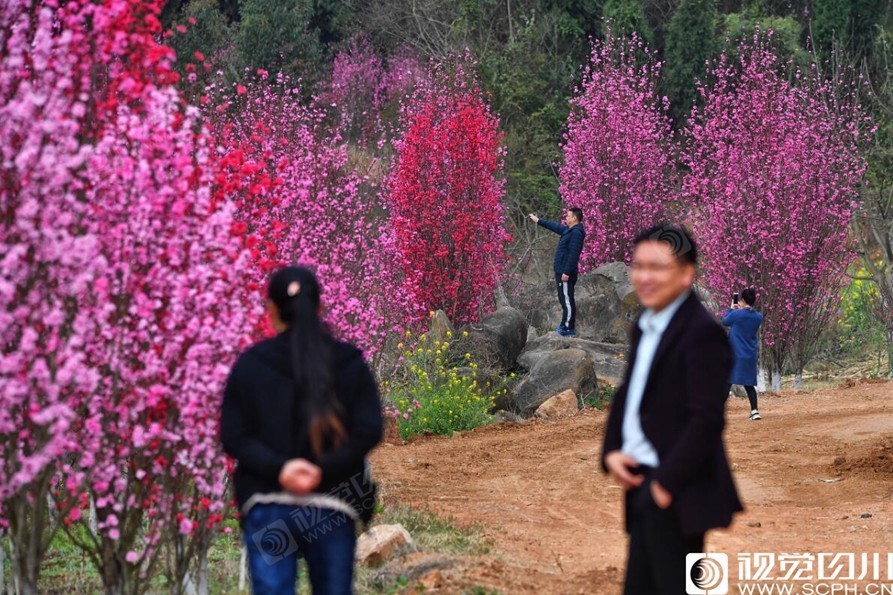 3月23日,德阳市罗江区白马关镇万佛村,游客在碧桃园中拍照,身后的