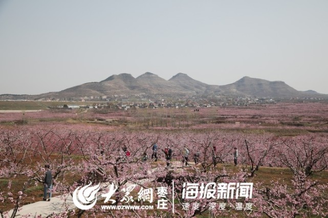 看枣庄岩马湖万亩桃花海,美到心醉|山亭区|冯卯镇|枣庄|岩马湖