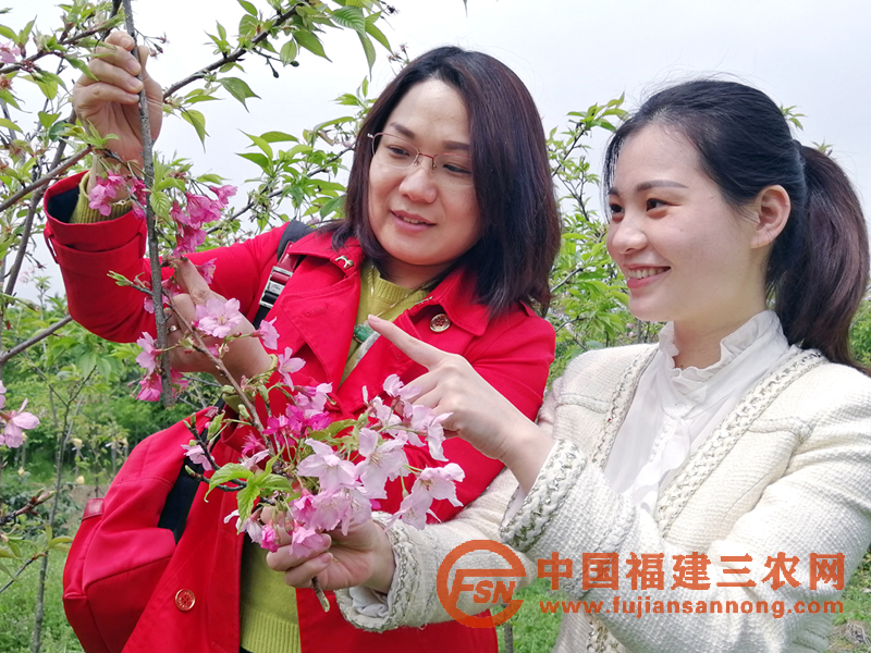 福州：借力科技创新 丹樱农场迎赏花季
