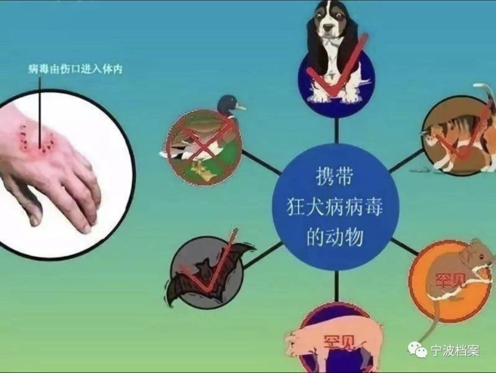 携带狂犬病病毒的动物处理方法被犬咬伤后的处理方法-end-宁波档案